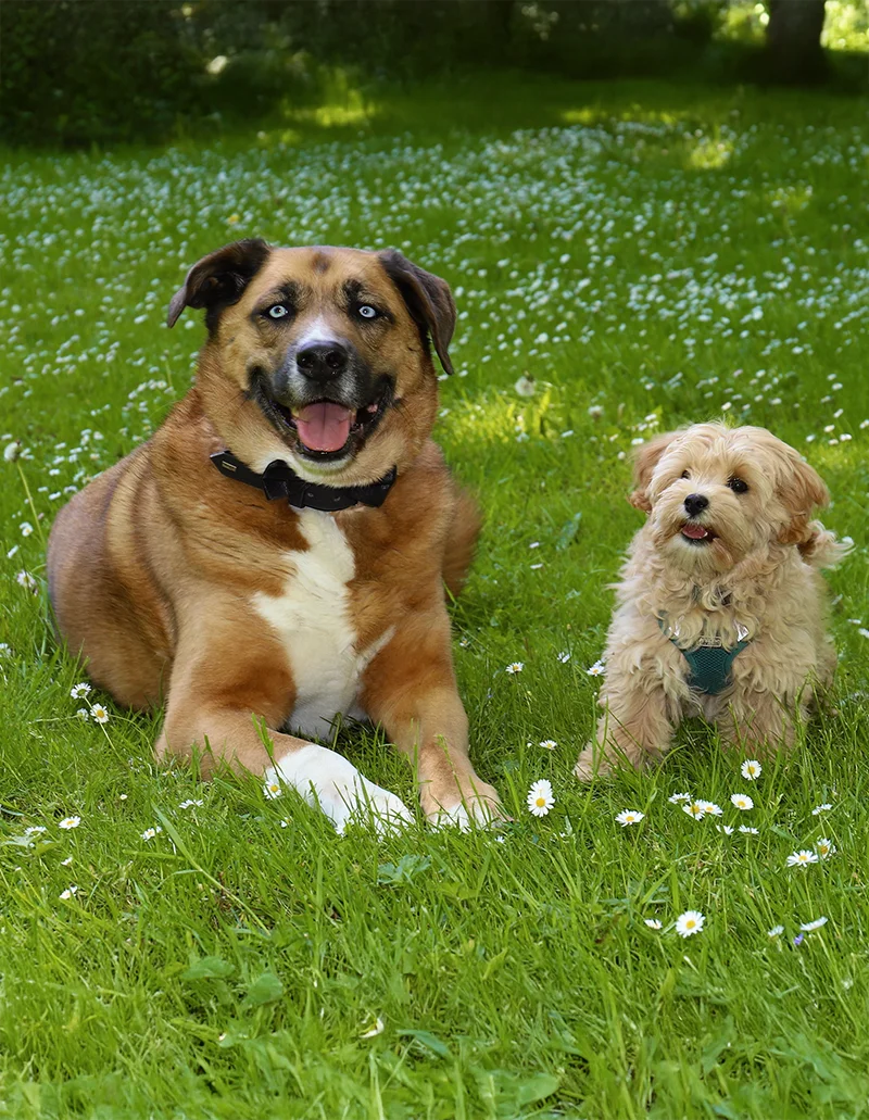 Bestattung_Hilgers_Hunde Bestattung Hilgers Zilla & Bertha